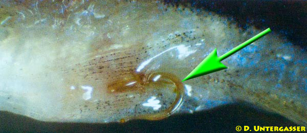 fraeskopfwurm-camallanus-sp-neu