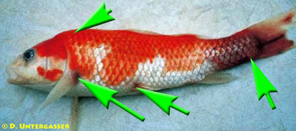 fruehjahrsviraemie-svc-neu