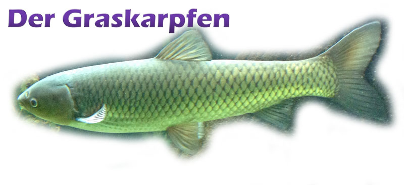 Der Graskarpfen (ctenopharyngodon idella) Teichfilter