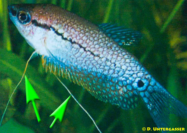 haarwurm-capillaria-sp-neu