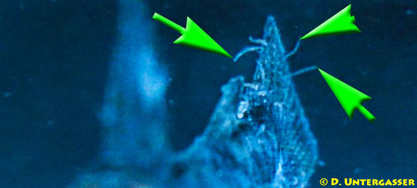 hautwuermer-gyrodactylidea-neu