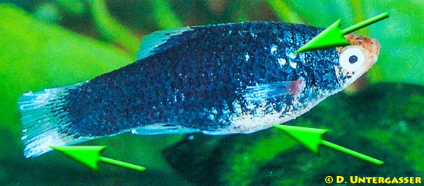 ichthyobodo-necator-fischkrankheit-neu