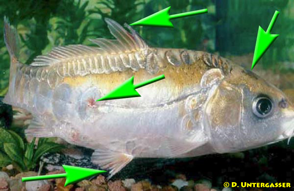 infektion-aeromonas-pseudomonas-bakterien-neu