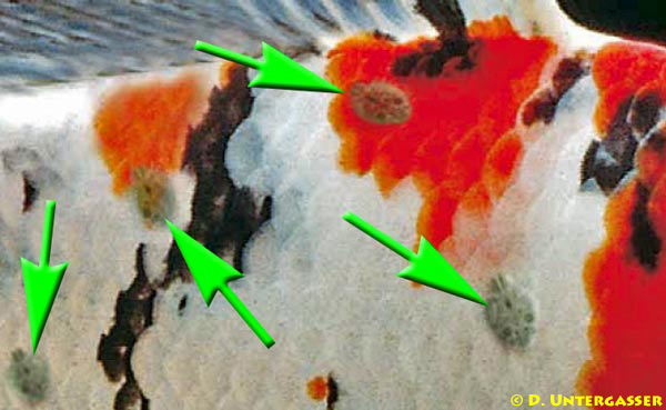 karpfenlaeuse-argulus-koi-2-neu