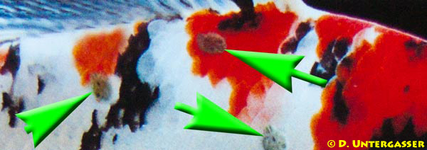 karpfenlaeuse-argulus-neu