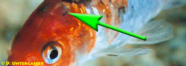 karpfenlaus-fischparasiten-neu