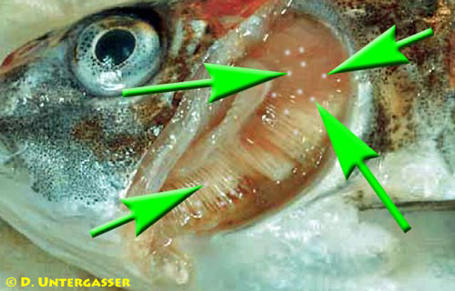 kiemenkrebse-ergasilus-neu