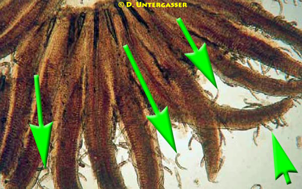 kiemenwuermer-dactylogyridea-dactylogyrus-neu