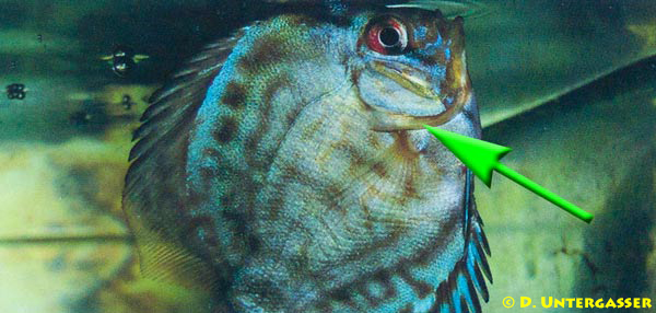 kiemenwuermer-dactylogyridea-neu