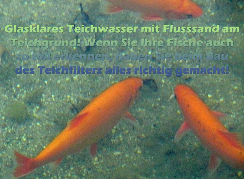 klares-wasser-durch-selbst-gebauten-teichfilter
