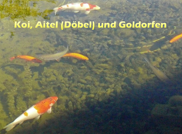 koi-aitel-doebel-goldorfen-im-teich