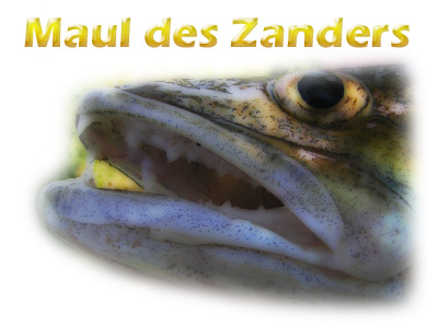 kopf-maul-zander