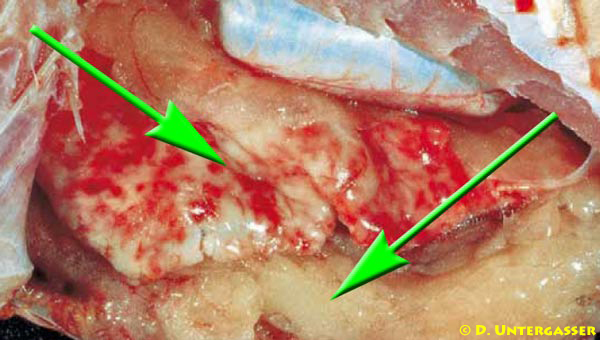 leberverfettung-fisch-schlechtes-futter-neu