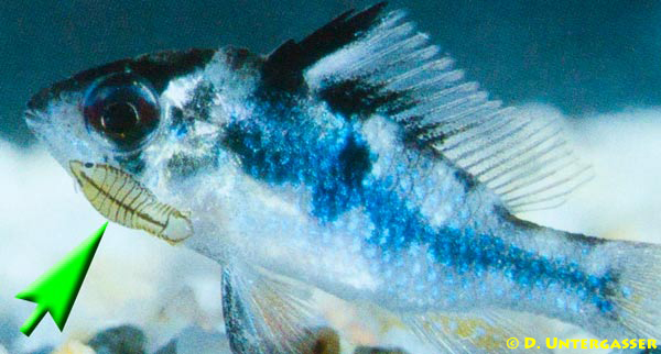 parasitische-asseln-neu