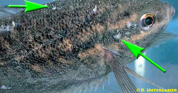 samtkrankheit-piscinoodinium-geisseltierchen-neu