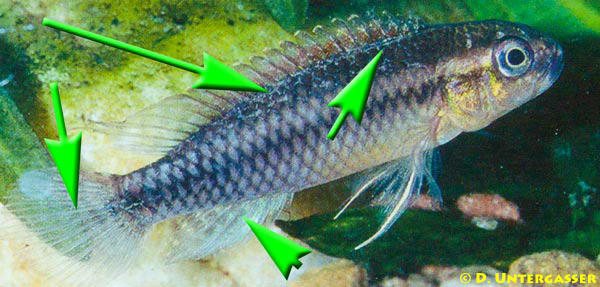 samtkrankheit-piscinoodinium-pillulare-neu