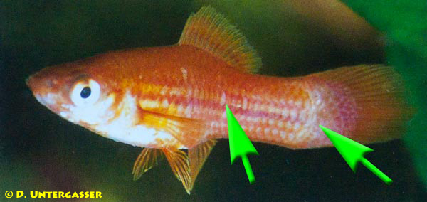 schuppenwurm-transversotrema-neu