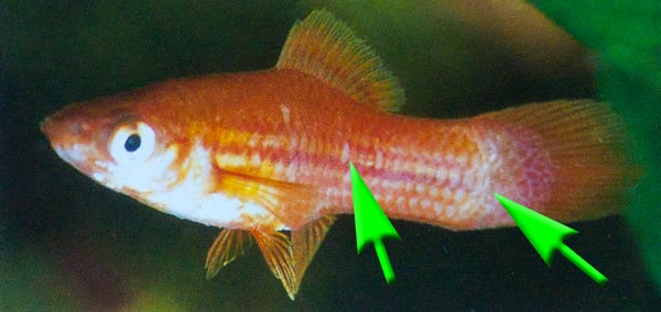 Fischkrankheiten durch Würmer wie z.B. Band, Kiemen und Hautwürmer