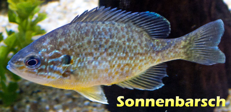 Der Sonnenbarsch (lepomis gibbosus) Teichfilter