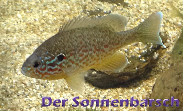Der Sonnenbarsch (lepomis gibbosus) Teichfilter
