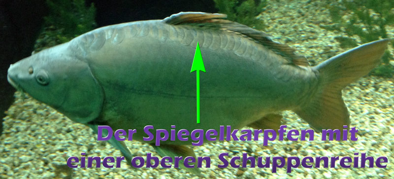 Der Spiegelkarpfen (cyprinus carpio) Teichfilter