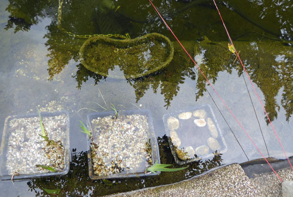 Erfahrungsbericht selbst gebauter Teichfilter aus Mülltonnen am 18000 l