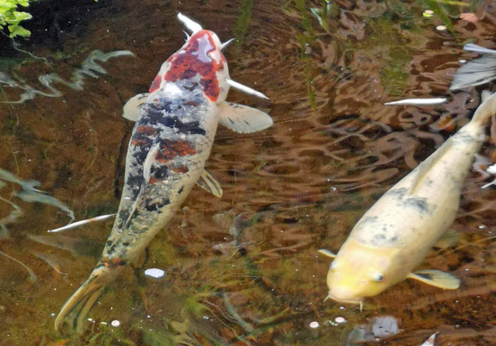 teichfilteranlage-erfahrung-3-regentonnen-koiteich-gfk-becken-6500-liter-19