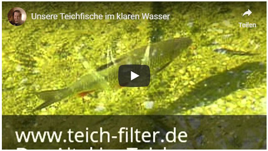 Teichfilter im Shop günstig kaufen (für Koi, Schwimm und Gartenteich