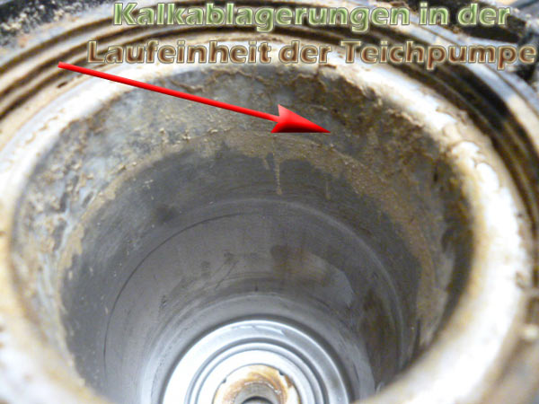 Teichpumpen wie und wann richtig reinigen und entkalken? Teichfilter
