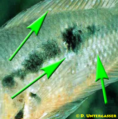 trichodina-infektion-herzfoermige-hauttrueber-neu