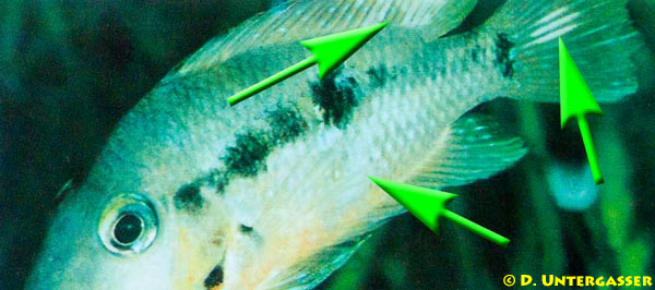 trichodina-tetrahymena-chilodonella-herzfoermige-hauttrueber-neu