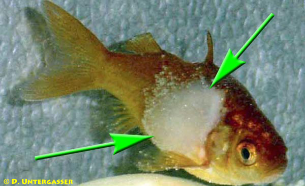 verpilzung-fischhaut-4-neu