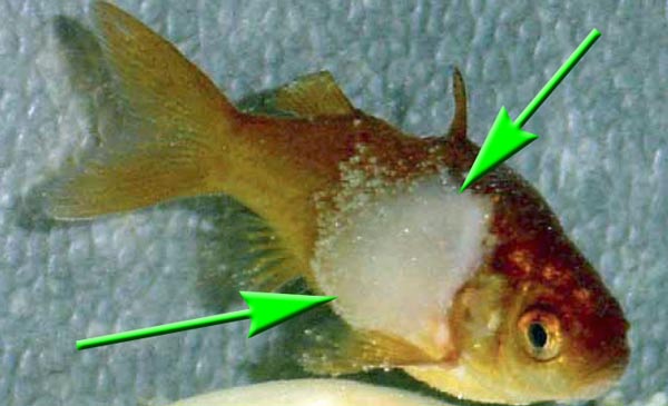Verpilzung (Mykose) bei Fischen Teichfilter