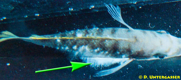 verpilzung-mykose-fisch-1-neu