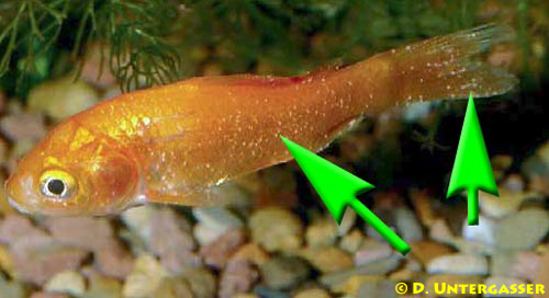 weisspuenktchenkrankheit-ichthyophthirius-multifiliis-2-neu