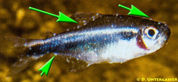 weisspuenktchenkrankheit-ichthyophthirius-multifiliis-neu